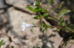 yellowseed false pimpernel